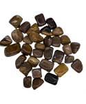 1 lb Petrified Wood tumbled stones