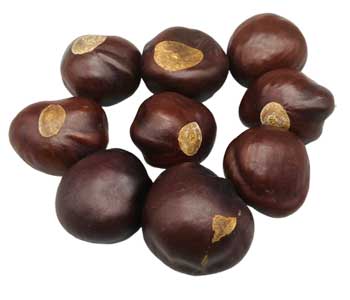 1 Lb Buckeyes whole