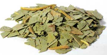 1 Lb Eucalyptus cut (Eucalyptus globulus)