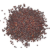 Brown Mustard Seed 1oz