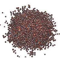 1 Lb Brown Mustard Seed