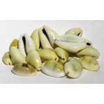 Cowrie Shells 18 pcs