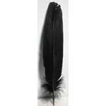 (set of 10) Black feather 12