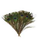 (set of 100) Peacock feather