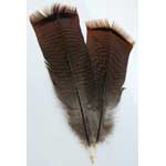 Bronze Pre-tail Turkey feather