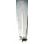 (set of 10) White feather 12